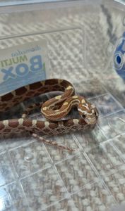 Маїсові полози