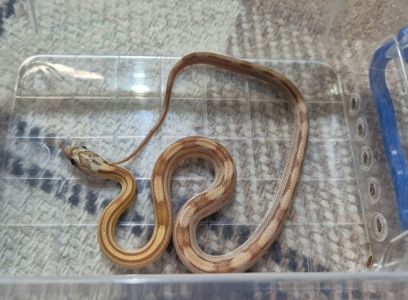 Маїсові полози