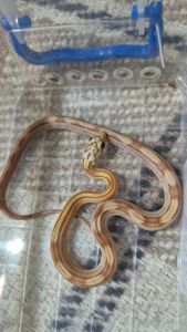 Маїсові полози