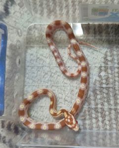 Маїсові полози