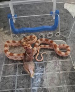 Маїсові полози