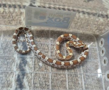 Маїсові полози