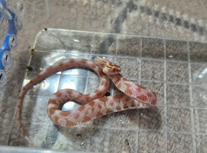 Маїсові полози