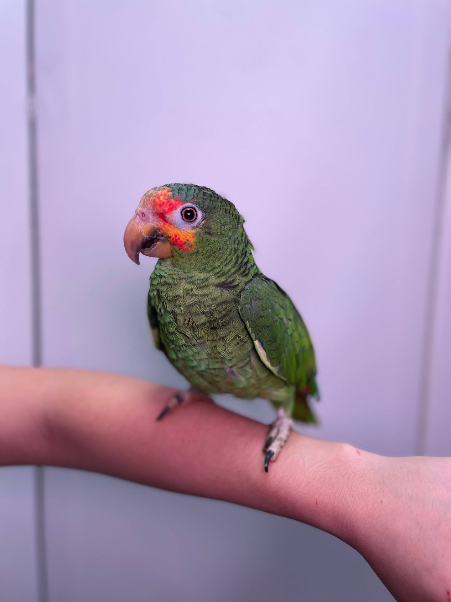 Жовтощокий червонолобий амазон, ручні амазончики з днк тестом та кільцем