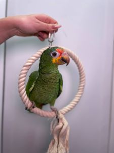 Жовтощокий червонолобий амазон, ручні амазончики з днк тестом та кільцем