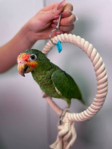 Жовтощокий червонолобий амазон, ручні амазончики з днк тестом та кільцем
