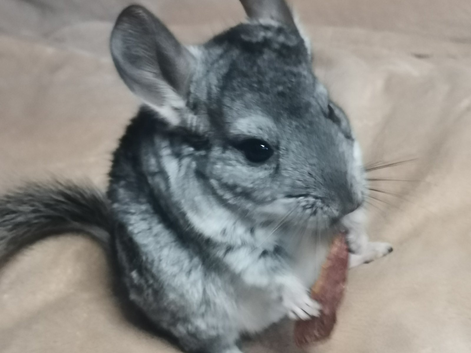 Шиншила дівчинка