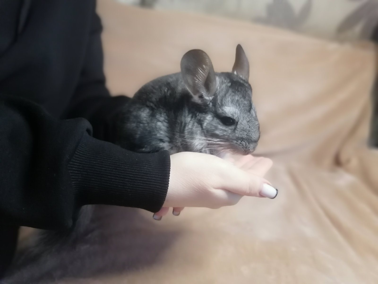 Шиншила дівчинка