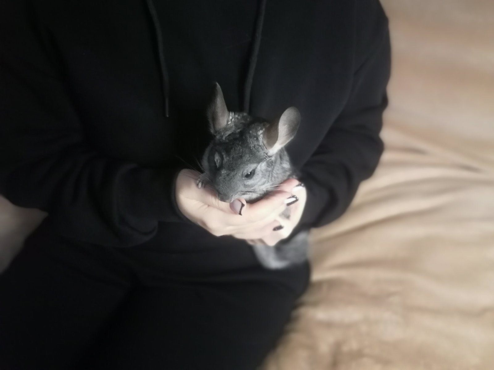 Шиншила дівчинка