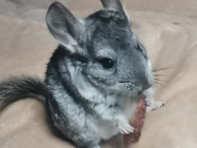 Шиншила дівчинка