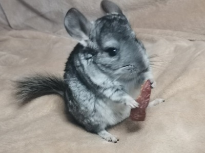 Шиншила дівчинка