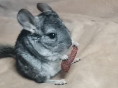 Шиншила дівчинка