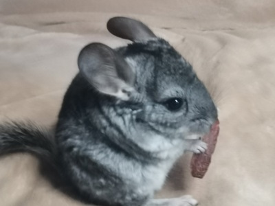 Шиншила дівчинка