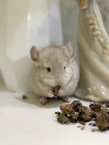 Гетеробеж шиншила хлопчик