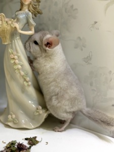 Гетеробеж шиншила хлопчик