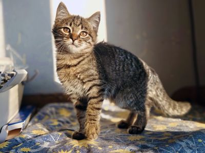 Мікеланджело