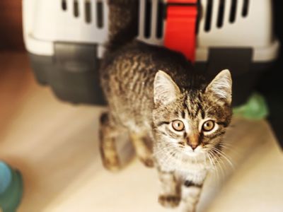 Мікеланджело