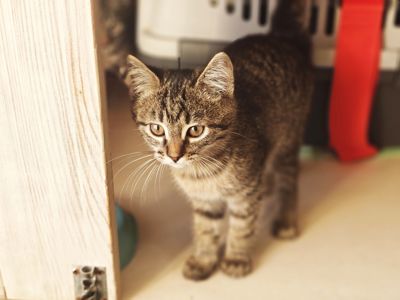 Мікеланджело