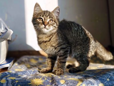 Мікеланджело