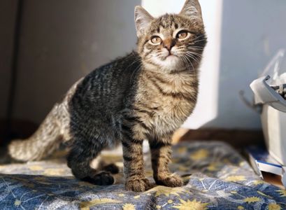 Мікеланджело