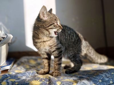 Мікеланджело