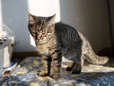 Мікеланджело