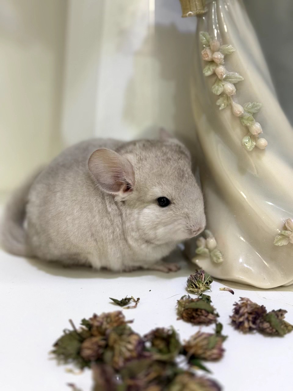 Гетеробеж шиншила хлопчик