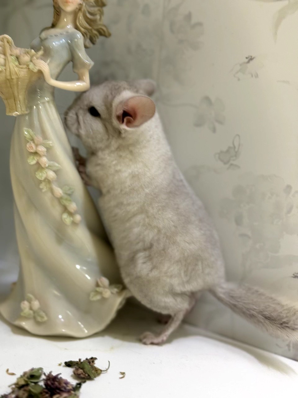 Гетеробеж шиншила хлопчик