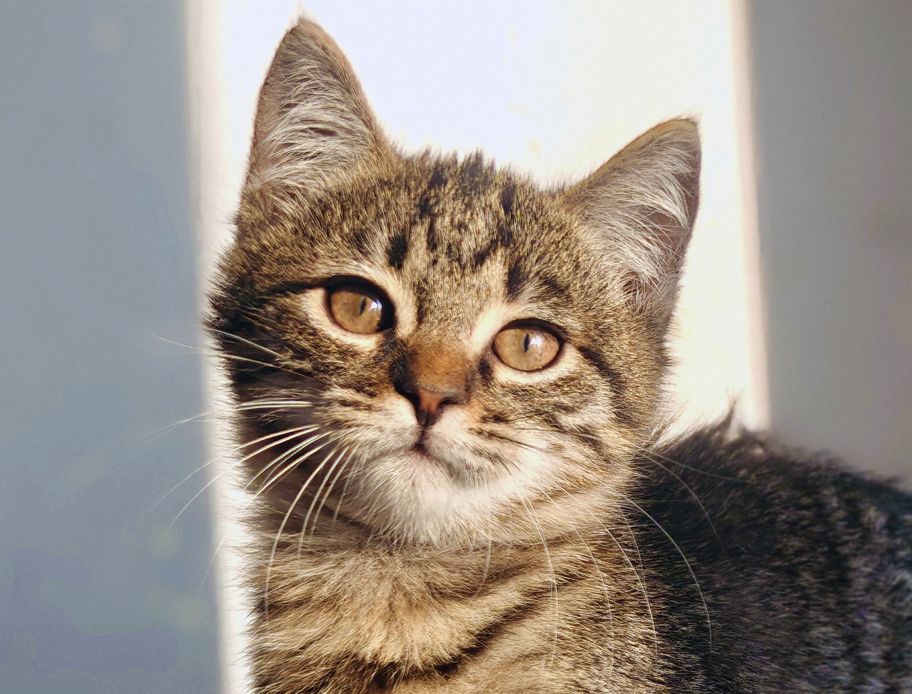 Мікеланджело