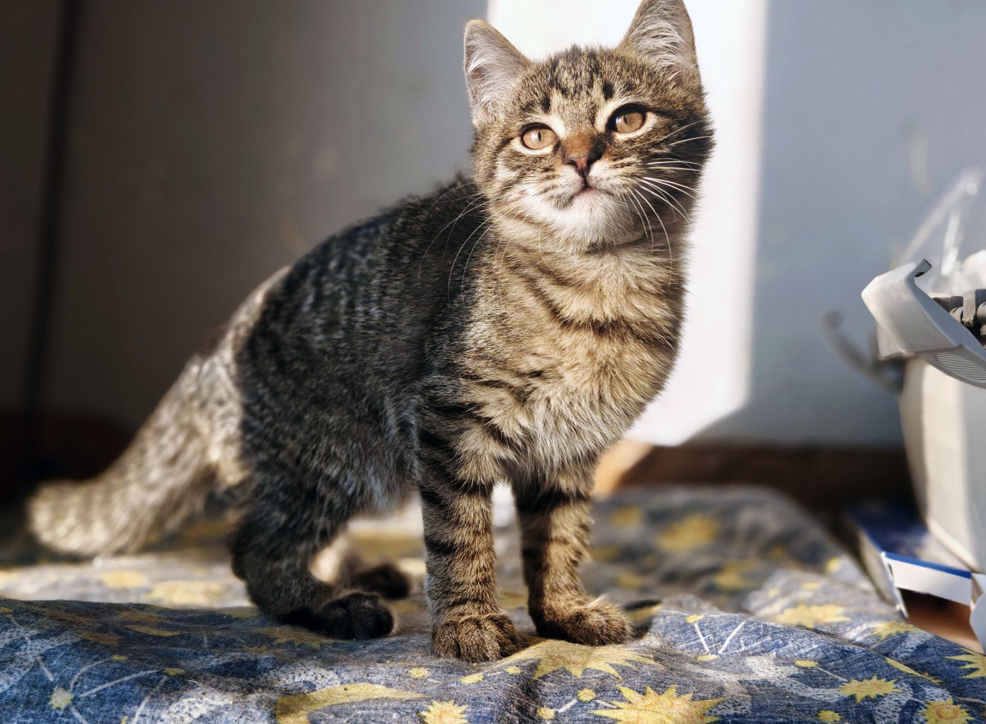 Мікеланджело