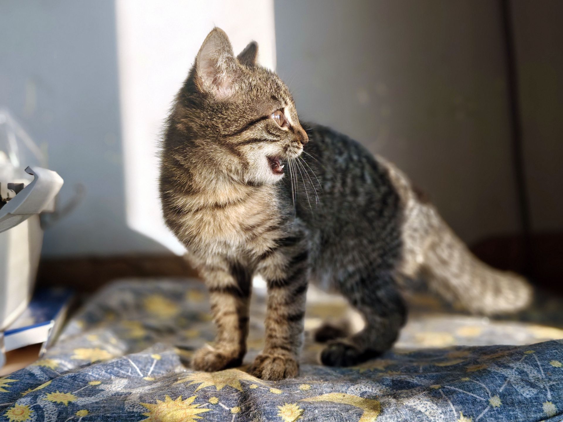 Мікеланджело