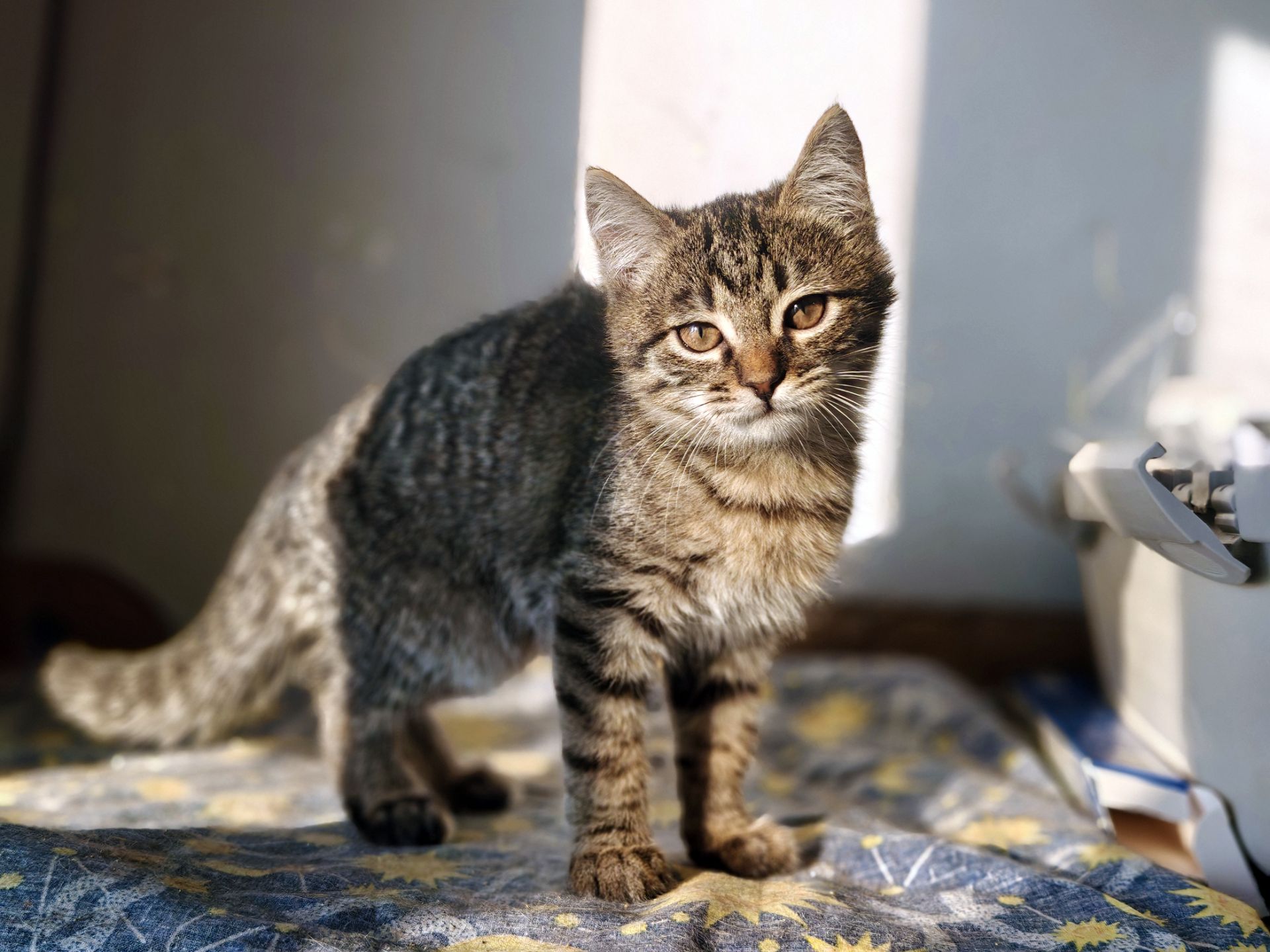 Мікеланджело