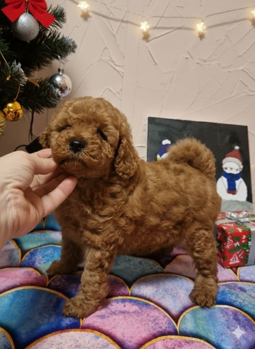 ПОСЛЕДНИЙ той пудель мальчик