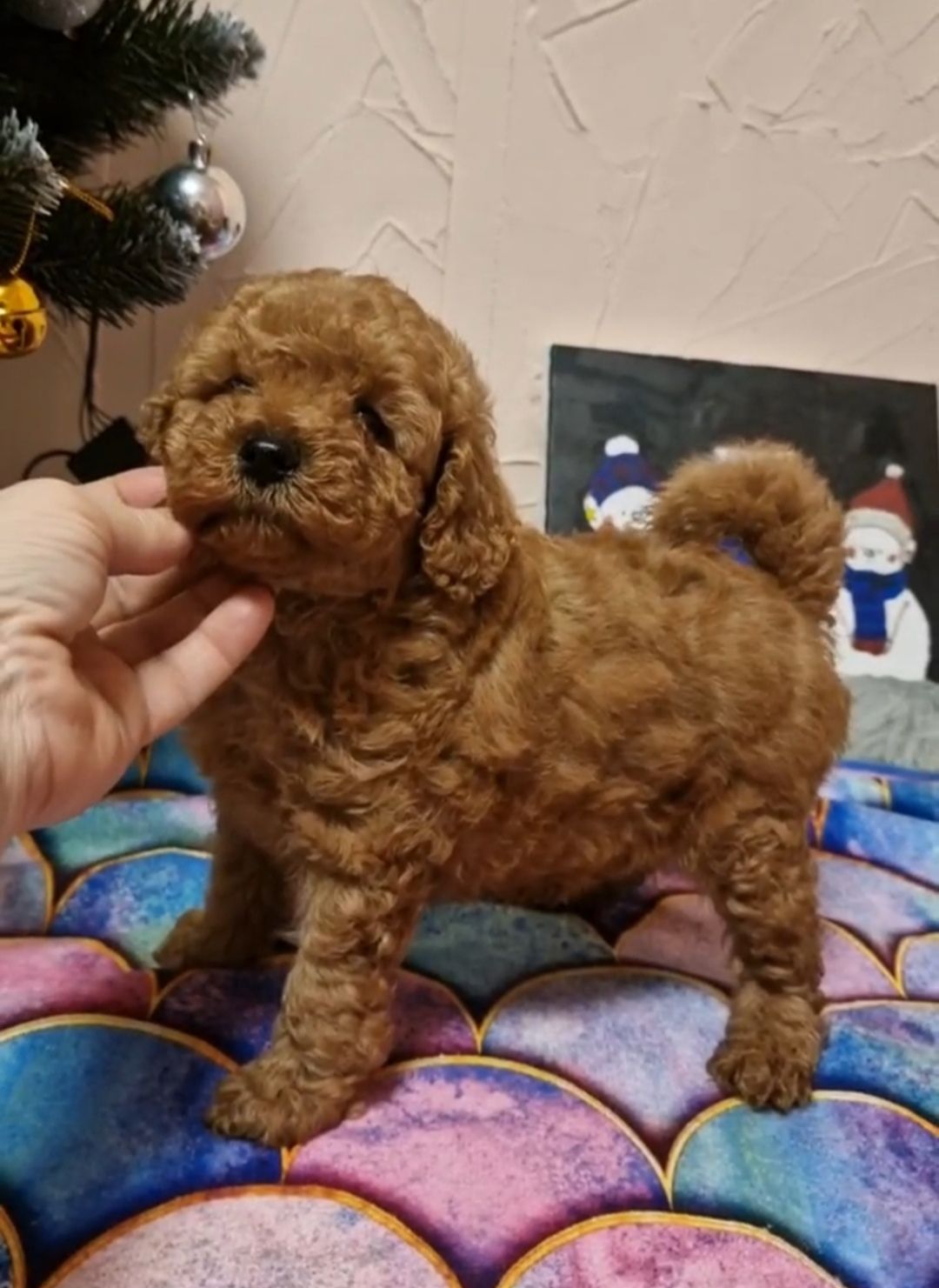 ПОСЛЕДНИЙ той пудель мальчик