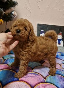 ПОСЛЕДНИЙ той пудель мальчик