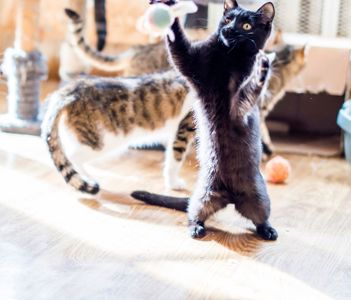 Кошеня -підліток Макс, 6 міс. Київ шукає родину