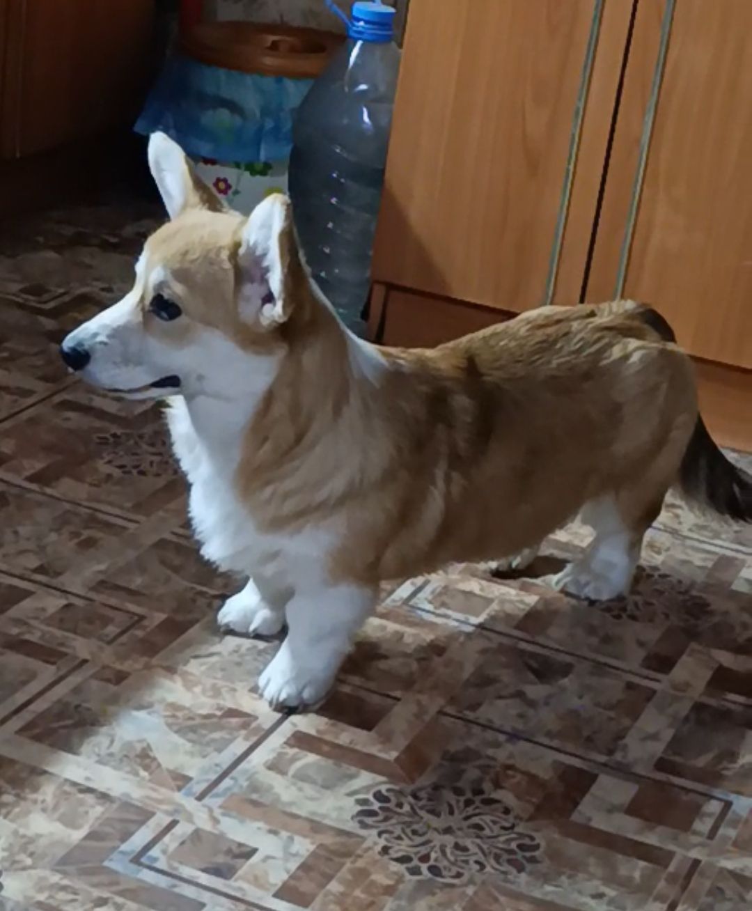 Вельш-коргі пемброк