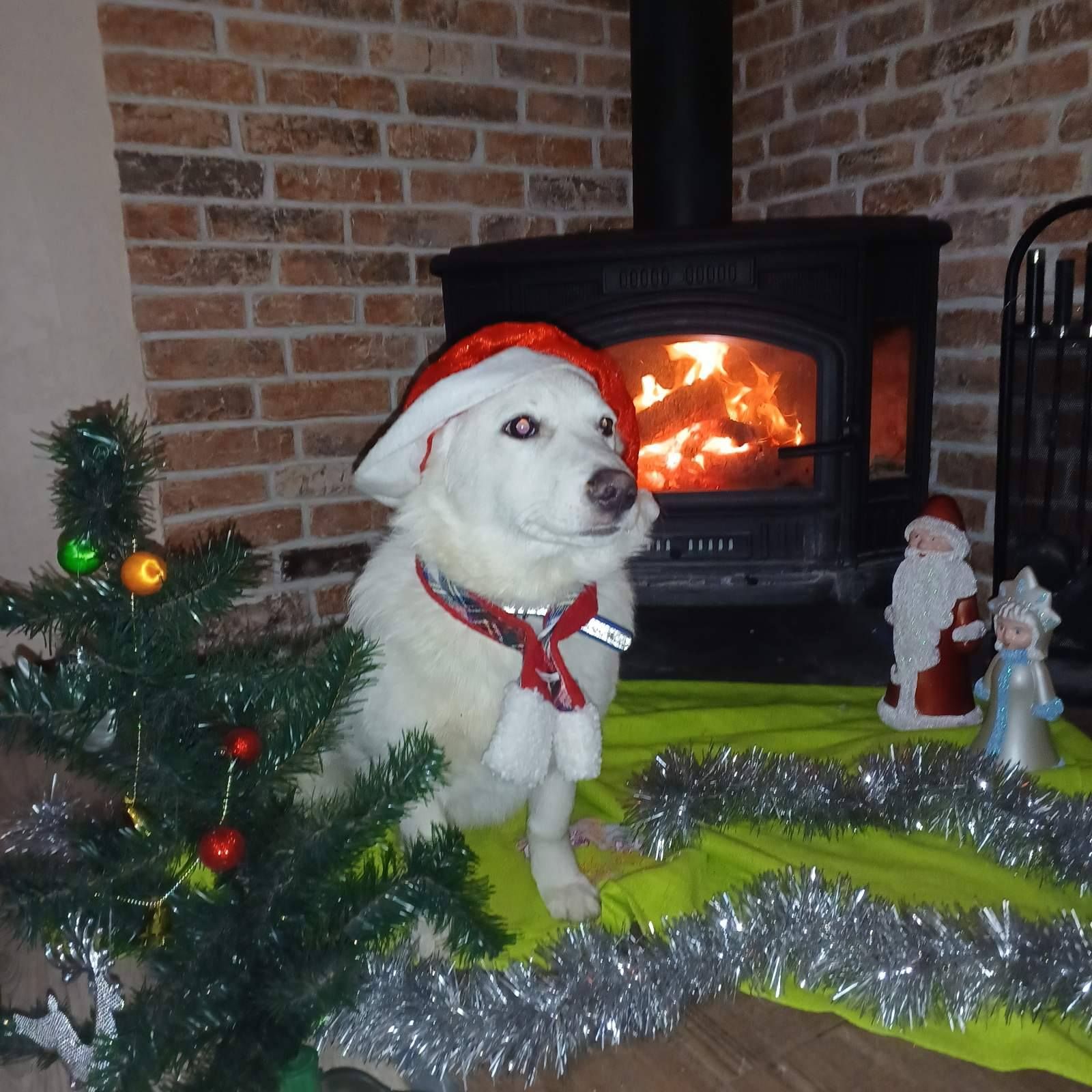 Щеки, вывезенные с Покровска