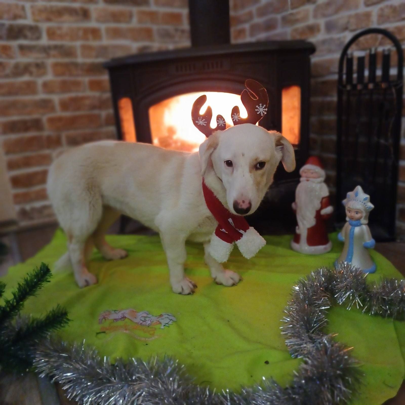 Щеки, вывезенные с Покровска