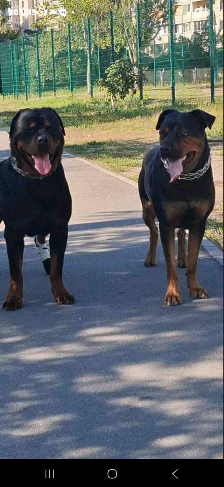 Щенята ротвейлера