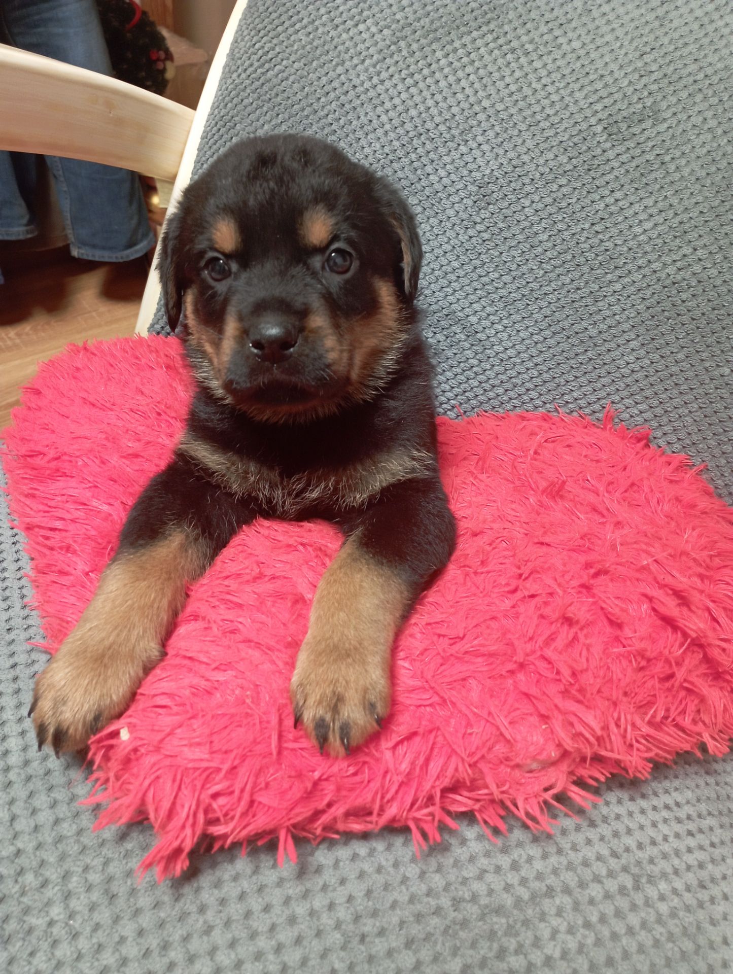 Щенята ротвейлера