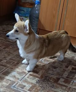 Вельш-коргі пемброк