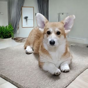 Вельш-коргі пемброк