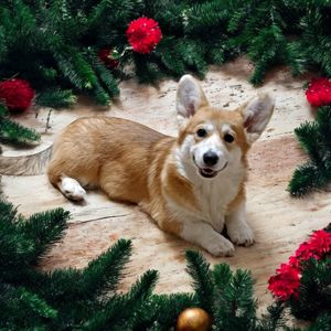 Вельш-коргі пемброк