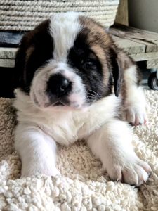 Цюценята сенбернару