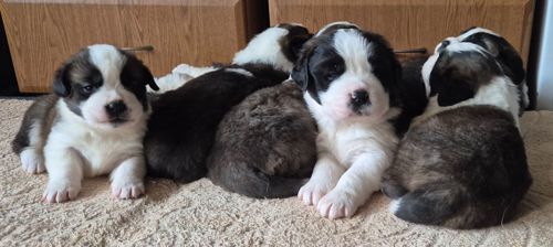 Цюценята сенбернару