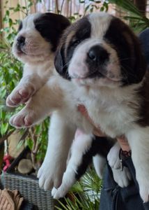 Цюценята сенбернару