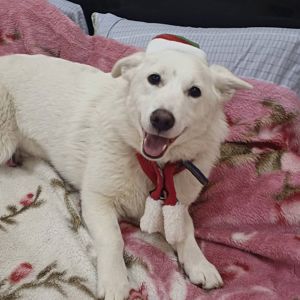 Щеки, вывезенные с Покровска