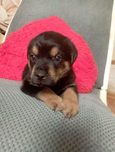 Щенята ротвейлера