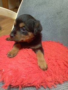 Щенята ротвейлера